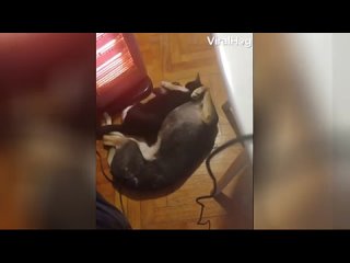 porn дружелюбная кошка пришла обниматься к молодые и растрогала сеть porn