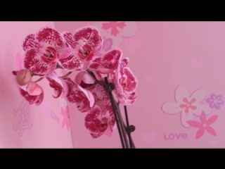 porn на досуге как можно размножить домашние орхидеи orchidea porn