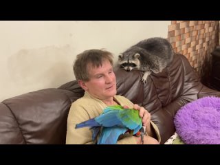 porn любовь енота и попугая к папе безгранична love of a raccoon and a parrot for porn