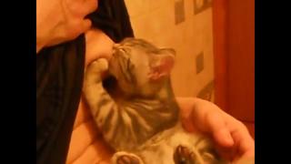 porn котёнок сосёт грудь а хозяйка ловит кайф porn