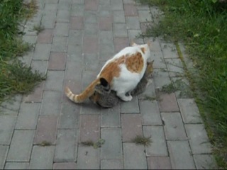 porn две кошки занимаются сексом two cats are having sex porn