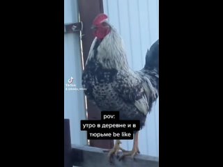 porn утро в деревне и в тюрьме начинается с крика петуха porn
