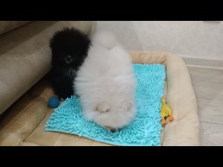 porn luna and sester porn