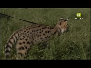 porn hdpc the cheetah diaries s01e04 rus mp3 satrip xvid 2008 porn