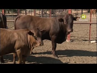 porn xshizgvsl the cheetah diaries s02e09 rus mp3 satrip xvid 2009 porn