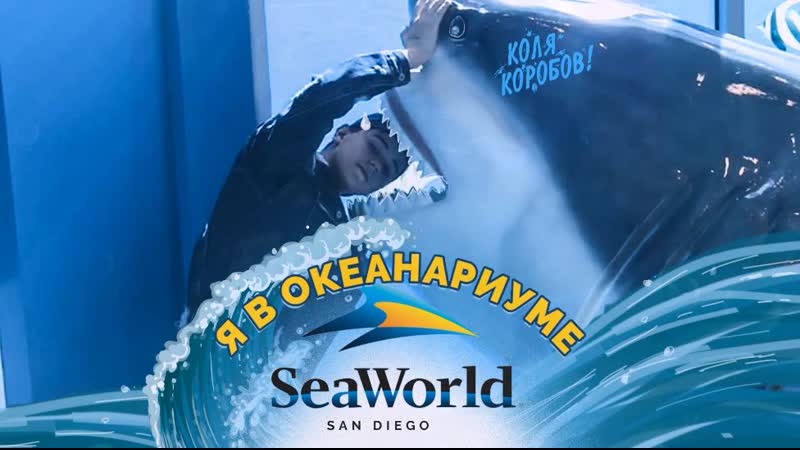 porn я в океанариуме seaworld san diego porn