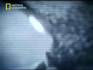 porn national geographic сексуальное и гендерное разнообразие в природе porn