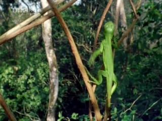 porn son bbc iguanas living like dinosaurs dvb divx mp3 porn