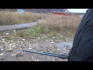 porn стреляем с женой из итальянского гладкоствольного ружья бинелли porn