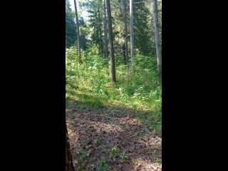 porn сейчас мой отрезок жизни похож на лес полный загадок porn