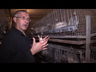 porn разведение цесарок получение спермы у самца искусственное осеменение цесарок обучающее видео porn