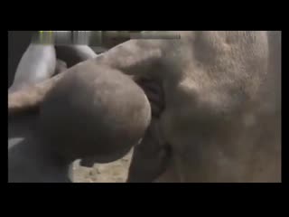 porn всё в одном душ молоко мясо зоофилия porn
