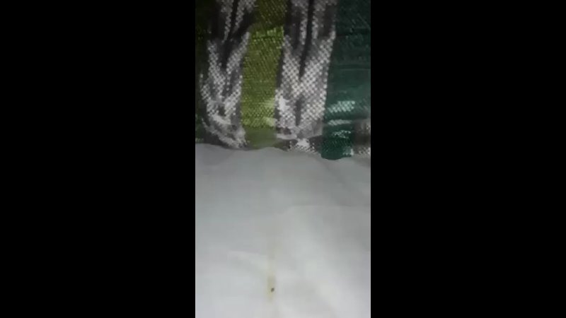porn for filestorageemulated0whatsappmediawhatsapp videovid 20241003 wa0068 mp4 porn