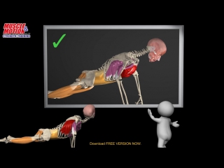 porn how to do a proper push up watch the muscles in 3d learn to avoid a common mi porn